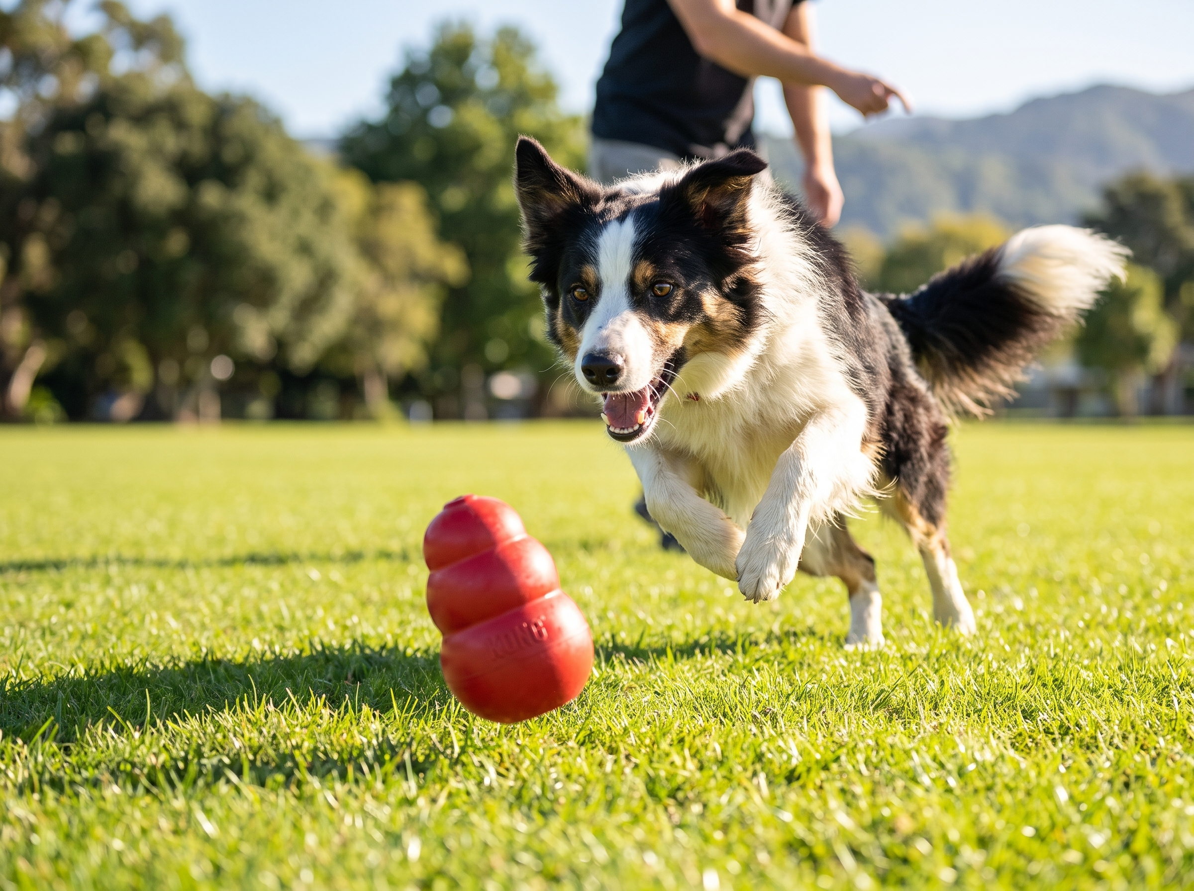 Border collie chasing a bouncing red KONG Classic on a park field