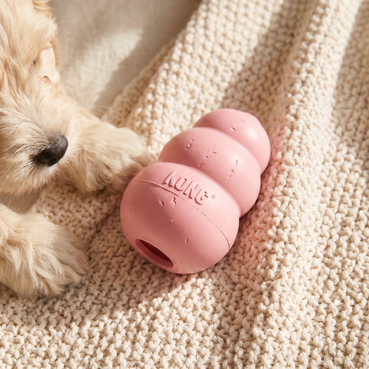 Pink KONG Puppy on a knitted blanket with a Cavoodle puppy sniffing it